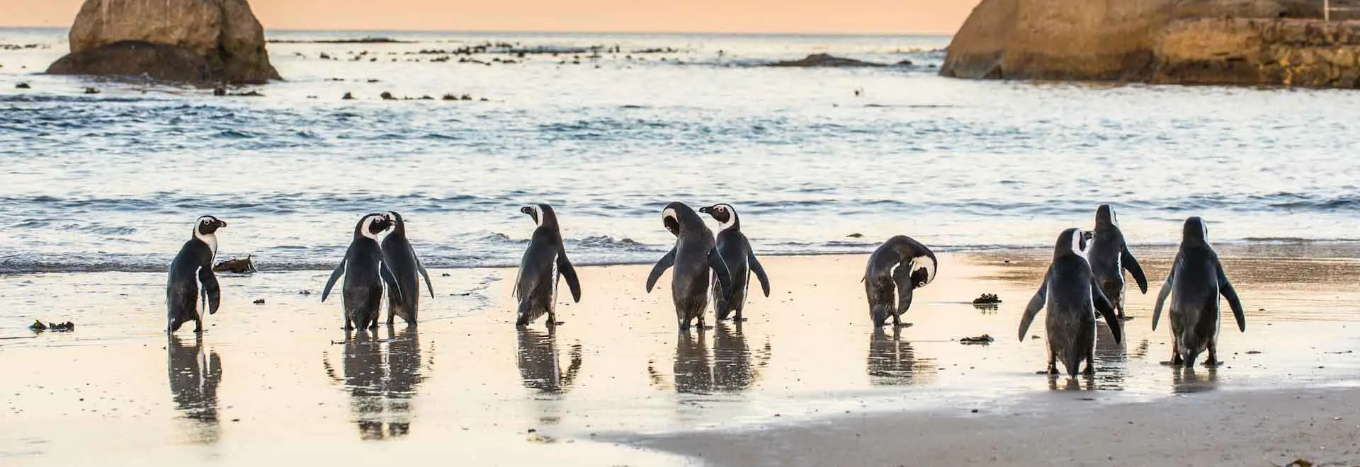 pinguins sfeerbeeld